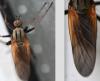 Empis tessellata